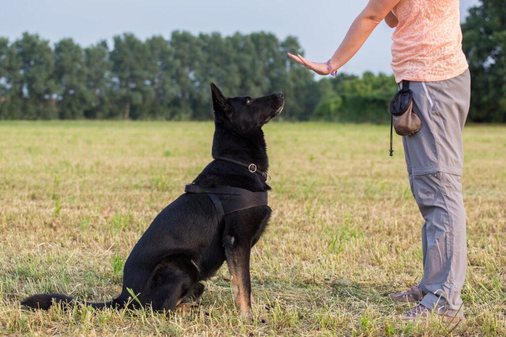 Perro negro sentado en el campo durante un entrenamiento