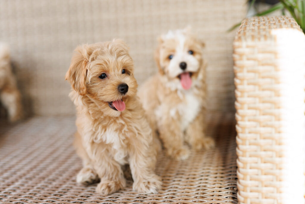 Dos cachorros pequeños sentados sobre una alfombra
