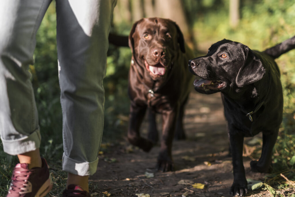Dos perros labradores marrones paseando juntos en el bosque