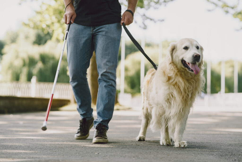 Persona caminando con un perro guía labrador