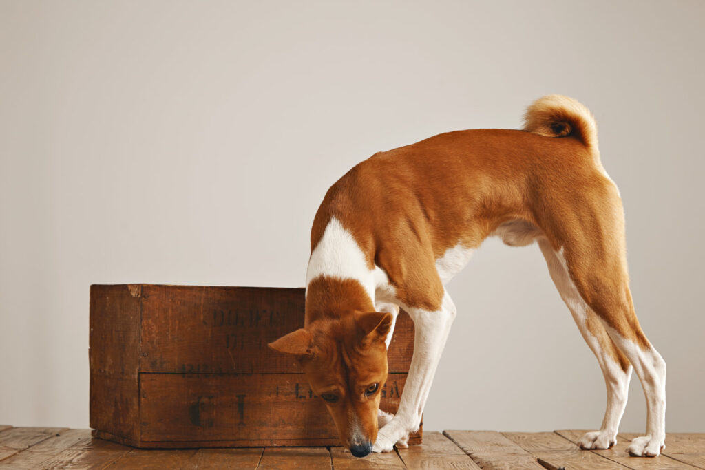 Perro participando en un circuito de agility con conos y barras