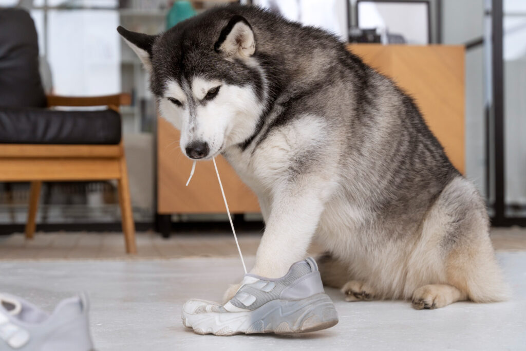 Husky sentado con una zapatilla en la pata