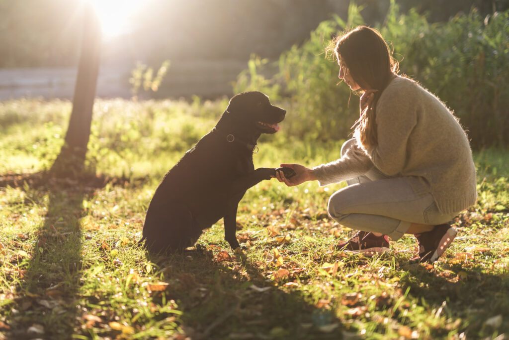 Persona entrenando a un perro al aire libre con luz de atardecer