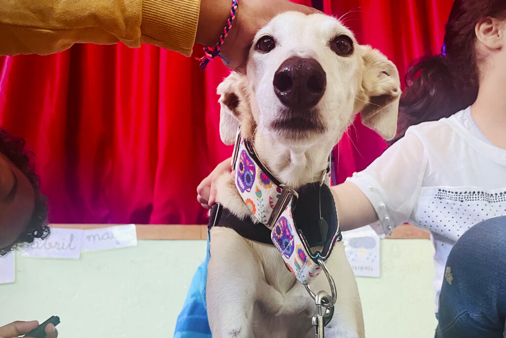 Perro con pañuelo posando