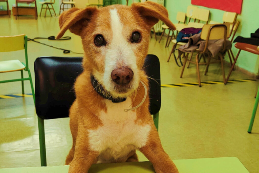 perro en clase de colegio