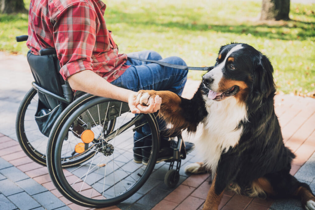 Perro grande dando la pata a una persona en silla de ruedas